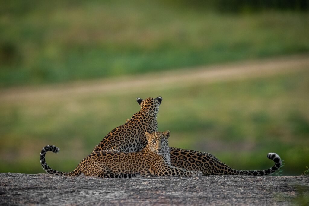 230929154039-indian-leopard-group