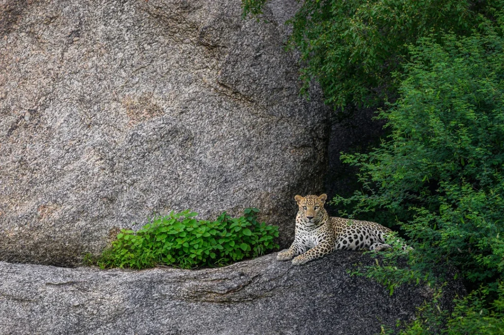 jawai-the-leopard-hills-of-india-v0-5now2pdzpsnd1