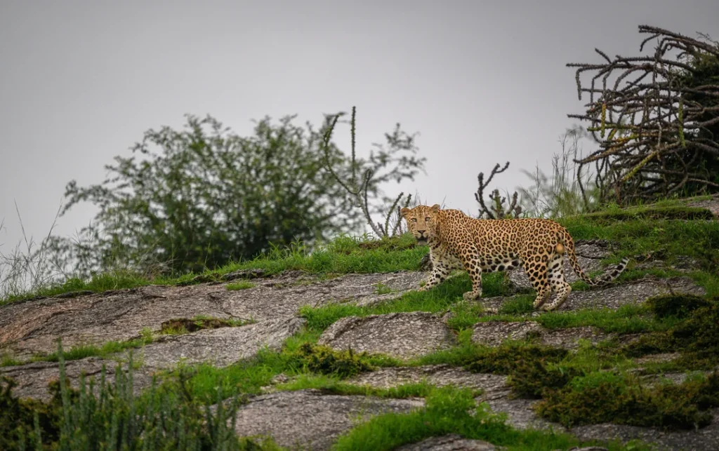 jawai-the-leopard-hills-of-india-v0-pvx2qodzpsnd1